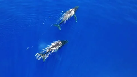 Humpback Whales 3 Stock Footage 169055791