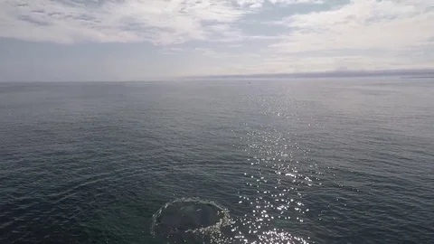 Humpback Whales 4 Video stock 81457698