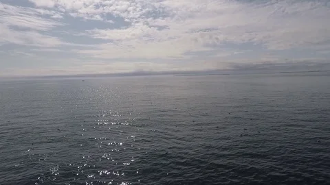 Humpback Whales 5 Video stock 81458325