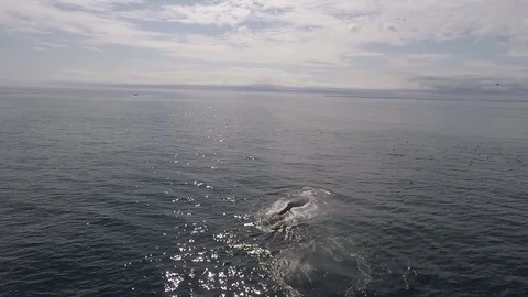 Humpback Whales 6 Video stock 81459778