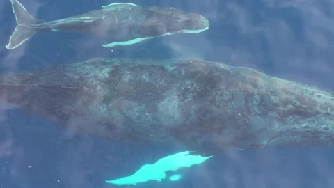 Humpback whales from above Vidéo 246354116