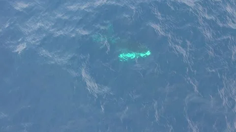 Humpback Whales from above Stock Footage 246354499