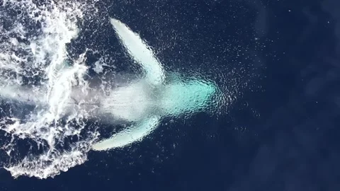 Humpback whales from above Stock Footage 246354501