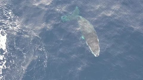 Humpback whales from above Vidéo 246354842