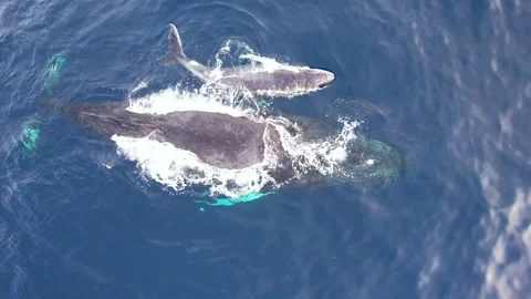 Humpback Whales from above Vidéo 246354915