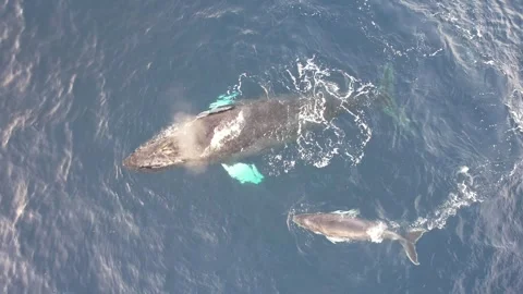 Humpback Whales from above Vidéo 246354958