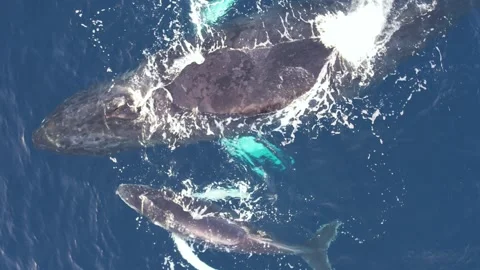 Humpback whales from above Vidéo 246355185