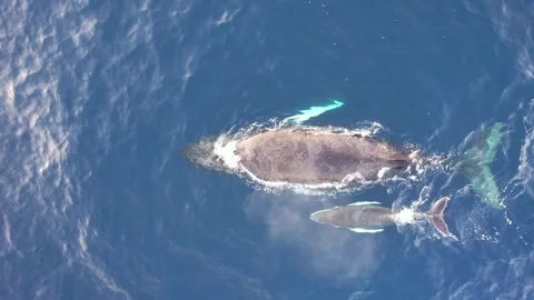 Humpback whales from above Stock Footage 246355364