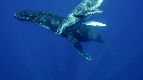 Humpback whales around Tahiti, French Polynesia Stock Footage