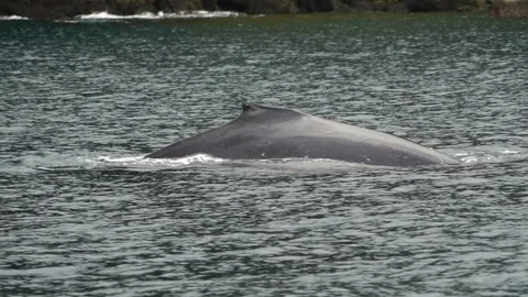 Humpback Whale's Back: Slow Motion in Ogasawara Stockbeeldmateriaal 332761127