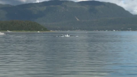 Humpback Whales Bubble Feeding Stock Footage 85536171