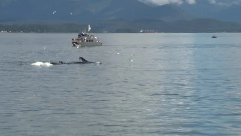 Humpback Whales Bubble Feeding Stock Footage 85536181