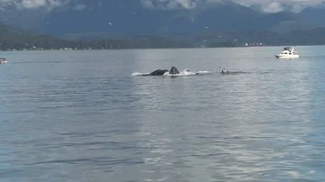 Humpback Whales Bubble Feeding Stock Footage 85561943