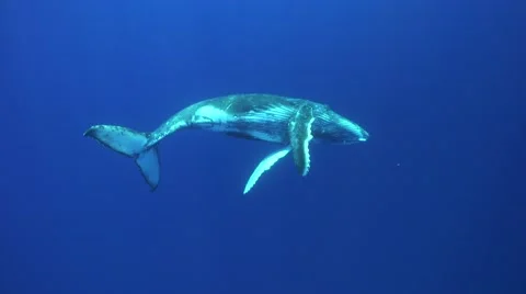 Humpback whales calf around Tahiti, French Polynesia Stock Footage