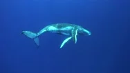 Humpback Whales Calf Around Tahiti, French Polynesia Stock Footage