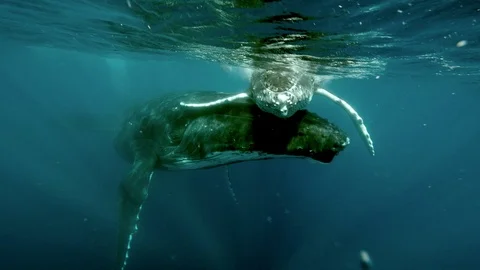 Humpback Whales, Calf Supported By Its M... | Stock Video | Pond5