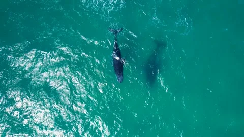Humpback Whales courting Video stock 248522767