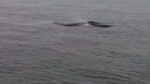 Humpback Whales diving at close range Stock-Footage 38317159