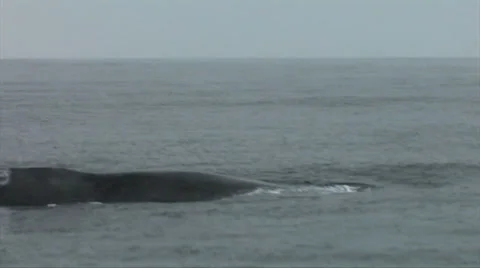 Humpback Whales diving at close range 스톡 동영상 38319718