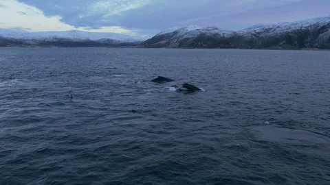 Humpback whales diving down, side shot in Norway Stock Footage 117096304