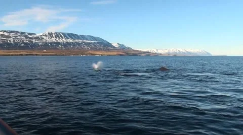 Humpback Whales Diving 스톡 동영상 42939707