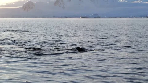 Humpback whales diving in the ocean with blue water. Southern Ocean, Antarctica. 스톡 동영상 308533333