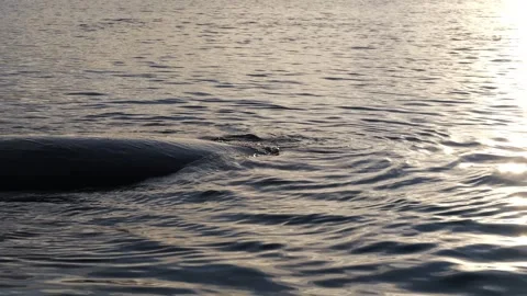 Humpback whales diving in the ocean with blue water. Southern Ocean, Antarctica. Stock-Footage 308533352