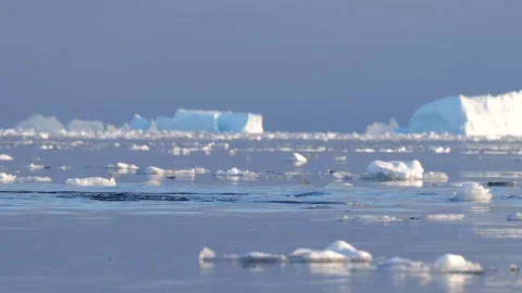 Humpback whales diving in the ocean with blue water. Southern Ocean, Antarctica. Stock-Footage 308533353