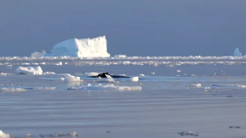Humpback whales diving in the ocean with blue water. Southern Ocean, Antarctica. Stock-Footage 308533357