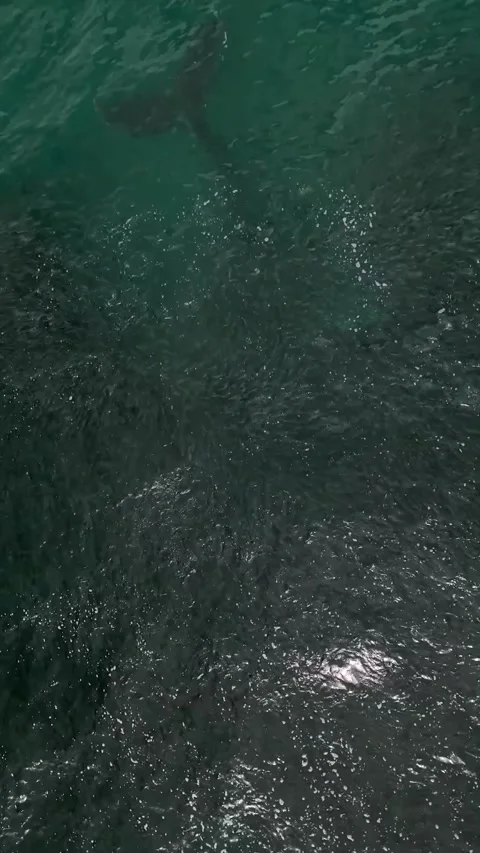 Humpback whales feed on schools of small fish 库存影片 330898519
