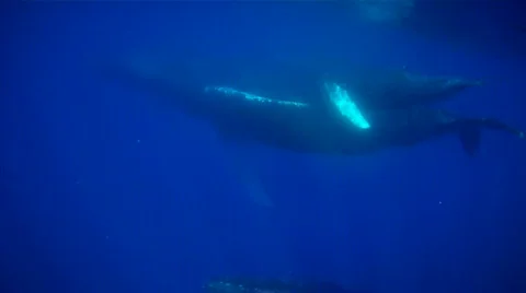 Humpback Whales 스톡 동영상 620202