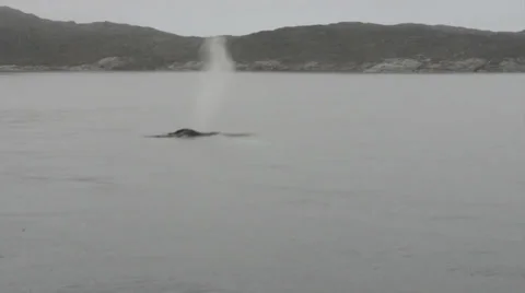 Humpback whales Stock Footage 33910518