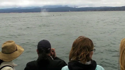 Humpback Whales Stock Footage 43245896