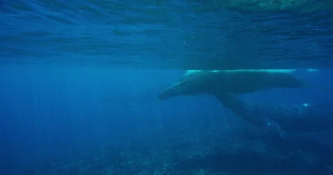 Humpback Whales Stock Footage 67888858