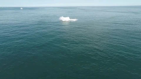 Humpback Whales Video stock 81453629