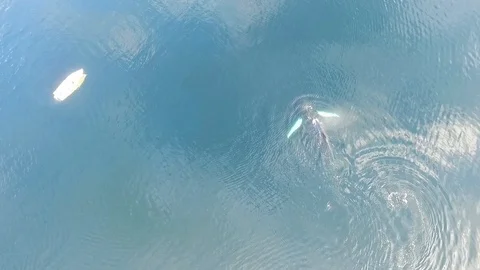 Humpback Whales Video stock 113118608