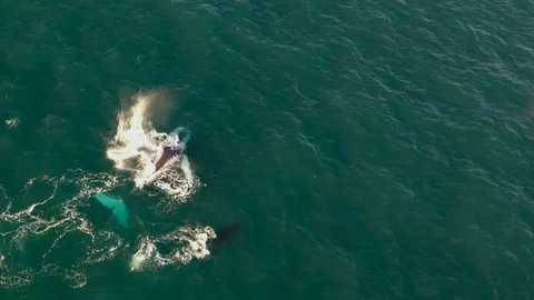 Humpback Whales Stock Footage 115645333