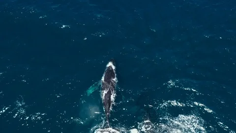 Humpback Whales Vídeos de archivo 115686381