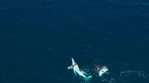 Humpback Whales Stock Footage 115701145