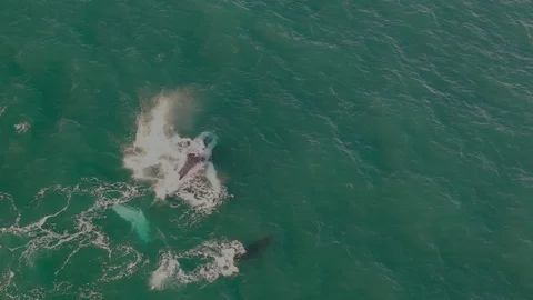 Humpback Whales Stock Footage 115925471