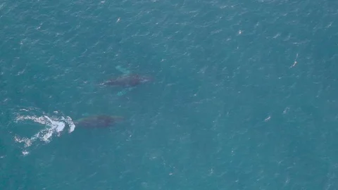Humpback Whales Video stock 115925479