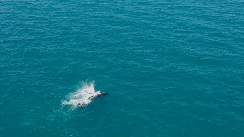 Humpback Whales Stock Footage 115925485