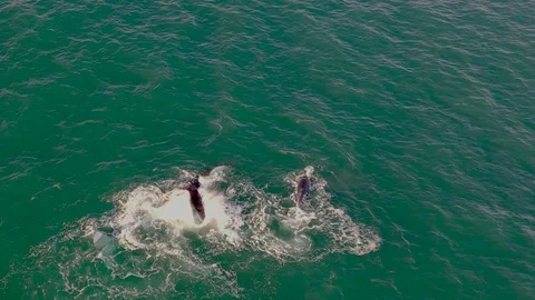 Humpback Whales Vídeo Stock 116079685