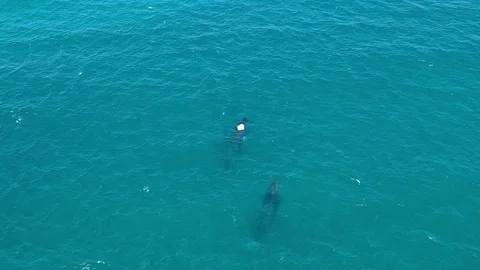 Humpback Whales Vídeos de archivo 121262181