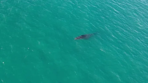 Humpback Whales Stock Footage 125301837