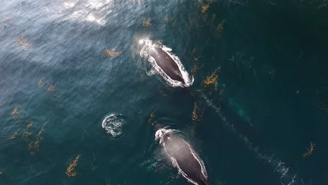 Humpback whales making bubble net swimming through kelp bed sea lions chasing Vídeos de archivo 108394509