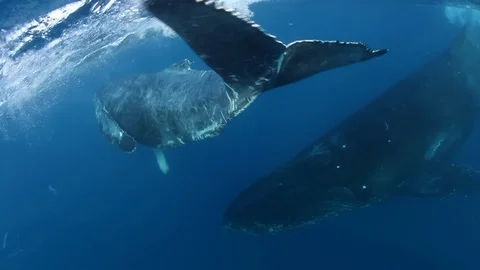 Humpback whales mother and calf in blue sea water. Amazing underwater shooting. Stock Footage