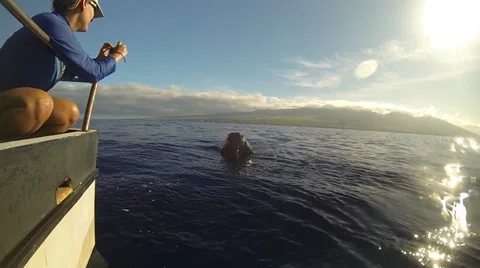 Humpback Whales Next to Boat Stock Footage 35479225
