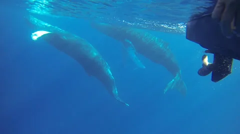 Humpback Whales Next to Boat Near Maui Stock Footage