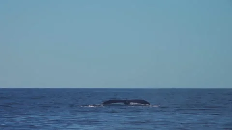 Humpback Whales in the Ocean Stock Footage 177604169